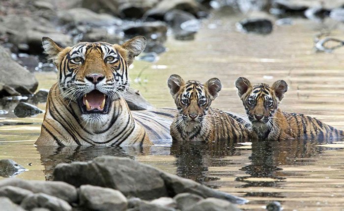 GOLDEN TRIANGLE WITH RANTHAMBORE
